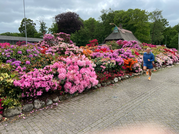 Traumhaft entlang von Rhododendron Hecken