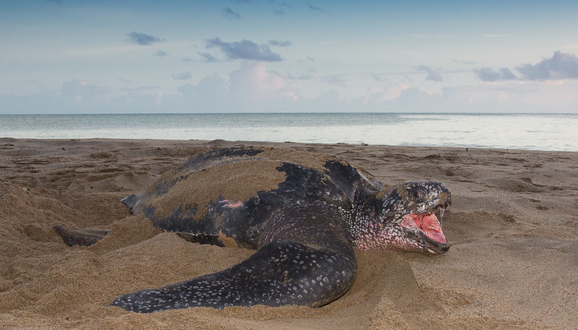 Laetherback sea turtle. Critically endangered species. Turtle conservation. Trinidad.