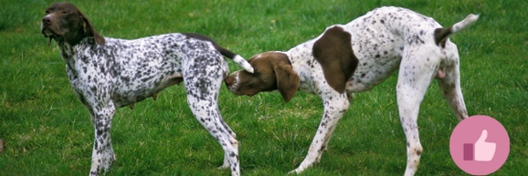 läufigkeit, hündin, scheinschwanger hund, hündin läufig