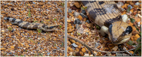 Kalbarri, Kalbarri Nationalpark, Murchison River, Wildflowers, WA, Western Australia, lauzungen Skunk, Bluetongue Lizard