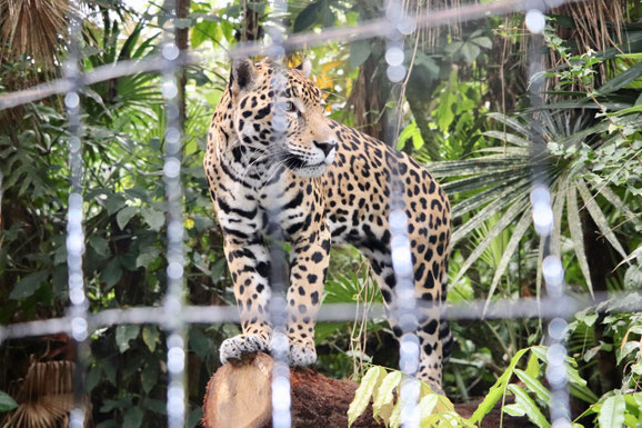 Ein Jaguar, ein Tier, das im Dschungel von Guatemala lebt und heutzutage von den Menschen selten gesehen wird.