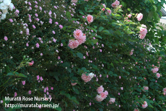 田村一「薔薇」 村田ばら園 (@murata_rose_nursery) · Yokohama, Kanagawa