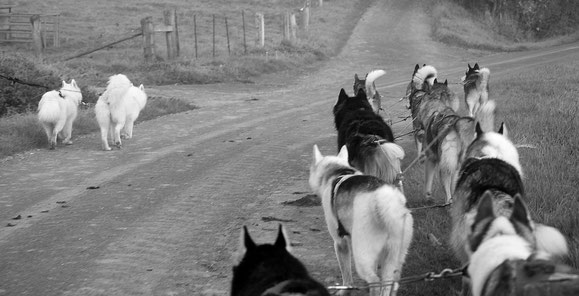 Überholen mit einem 12er Huskygespann