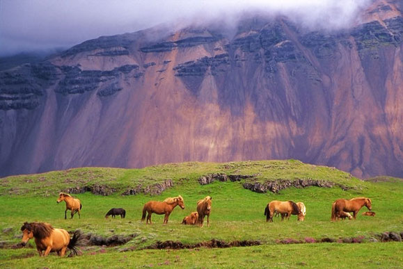 L'Islande et ses chevaux