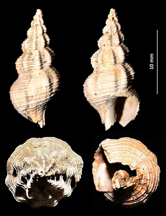 Latirus ligusticus, Pliocene di Quattro Castella (RE)