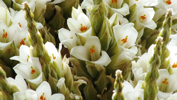 Die Puya raimondii lässt tausende von Blüten erblühen. Nur einmal schafft sie diesen Kraftakt, dann stirbt sie langsam ab.