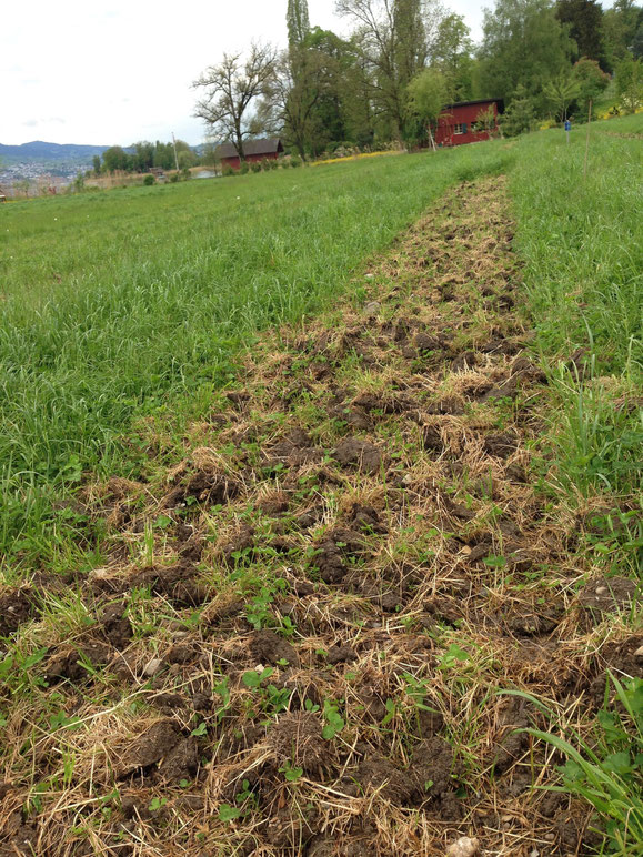 2. Mai 2016. So sieht die Wiese 10 Tage nach dem ersten flachen Schäldurchgang aus.