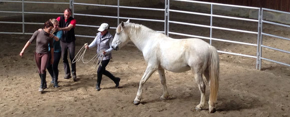 El trabajo en libertad es una manera excelente de establecer una comunicación con el caballo, sin necesidad de recurrir a la fuerza física para obtener un complejo control sobre el caballo.