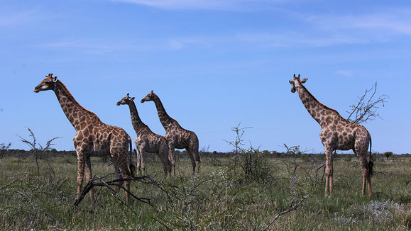 Hord of Giraffes