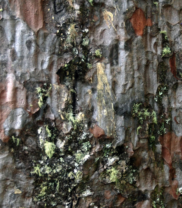 Close up of the Square Kauri's barkwith lichens, peeling bark and dried kauri gum that at one time was used to make varnish and highly sought after.