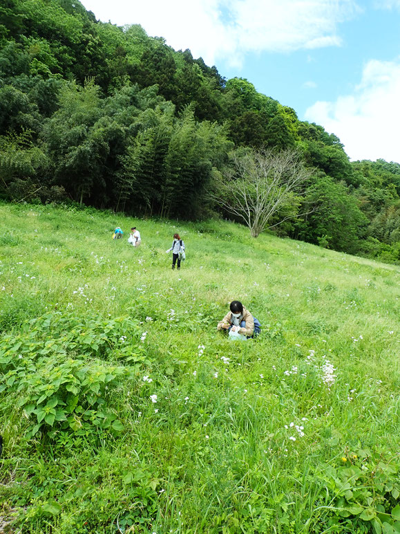 ヨモギ無農薬栽培の通販＠すどう農園