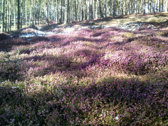 Schwer, die rosa Flächenpracht im Bild festzuhalten (für mich jedenfalls). Nur rosa Wellen mit grauen Holzsäulen dazwischen. Aber als Beweis gilts: Viel Erika da. (Foto. Frank Butschbacher)