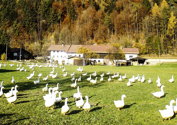 Die Grillsaison ist eingeläutet: Beste BIO-Rohstoffe aus der Alpenregion: BIO-Alpenrind Hüftsteak von der BIO METZGEREI JUFFINGER