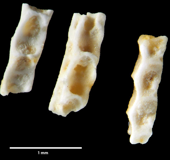 Senckenberg, Bryozoa, Bryozoen, Moostierchen, Sammlung Voigt