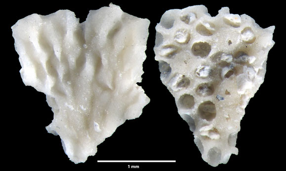 Senckenberg, Bryozoa, Bryozoen, Moostierchen, Sammlung Voigt