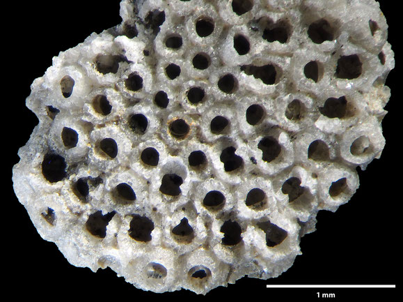 Senckenberg, Bryozoa, Bryozoen, Moostierchen, Sammlung Voigt