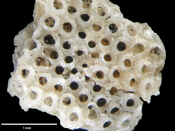 Senckenberg, Bryozoa, Bryozoen, Moostierchen, Sammlung Voigt