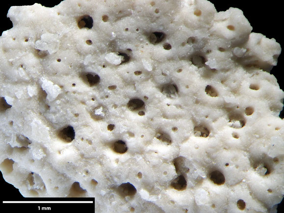 Senckenberg, Bryozoa, Bryozoen, Moostierchen, Sammlung Voigt