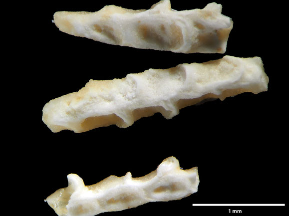 Senckenberg, Bryozoa, Bryozoen, Moostierchen, Sammlung Voigt