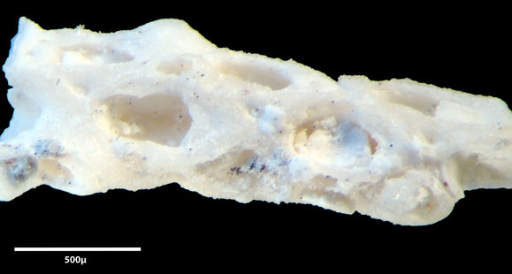 Senckenberg, Bryozoa, Bryozoen, Moostierchen, Sammlung Voigt