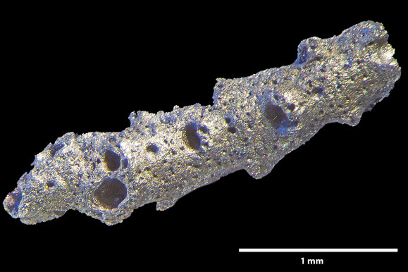 Senckenberg, Bryozoa, Bryozoen, Moostierchen, Sammlung Voigt