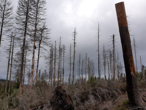 Gegenmodell für die Wiederbewaldung: Nationalpark Bayerischer Wald