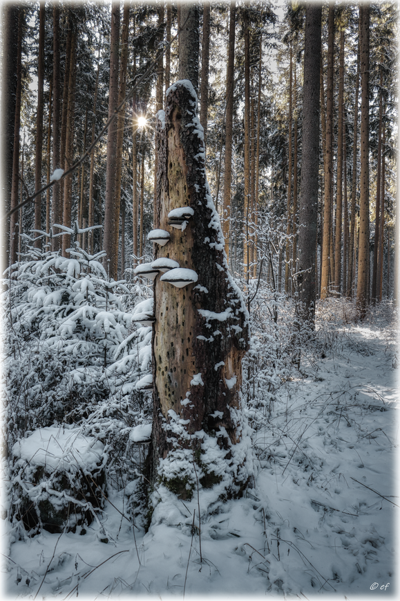 Baumpilzstufen im Winter