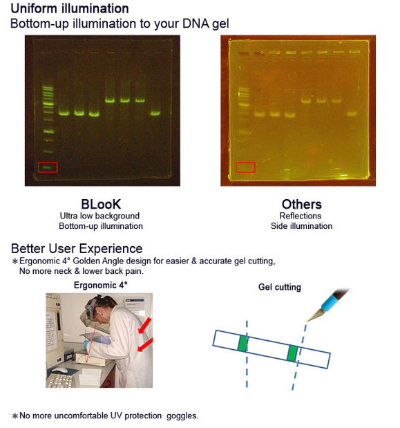 Agarose Gel Documentation