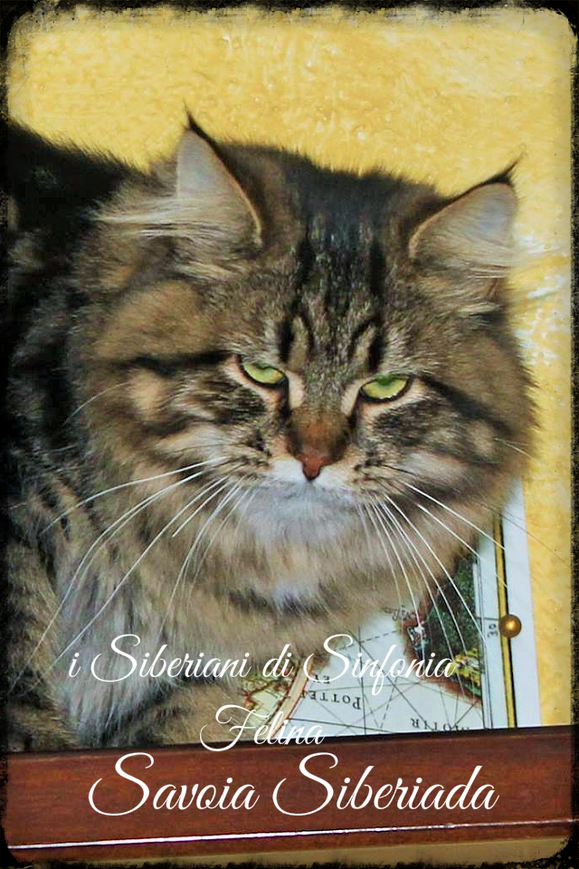 SAVOIA SIBERIADA DI SINFONIA FELINA