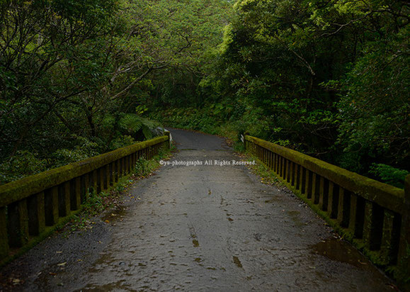 雨の橋　yu-photographs