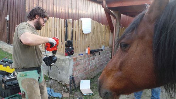 Foto: Marc Sánchez i Carbó  - Podologia Equina Adaptada en ación