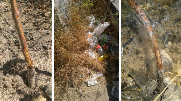 Árboles mordidos por los conejos; restos del botellón y el remedio para conservar los árboles.