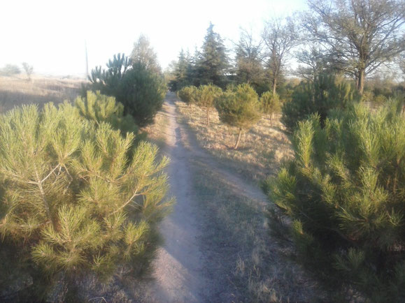 Parque Forestal de Vicálvaro.