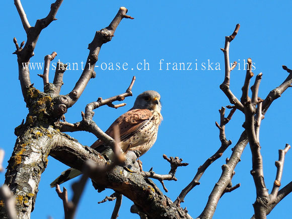 Falke in der Februarsonne