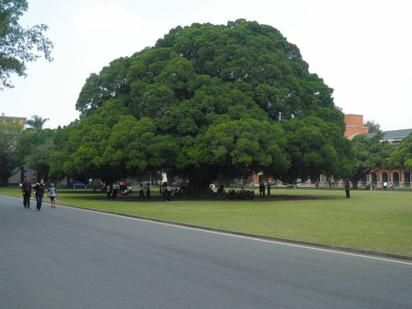 【写真5】成功大學の熔樹の広場