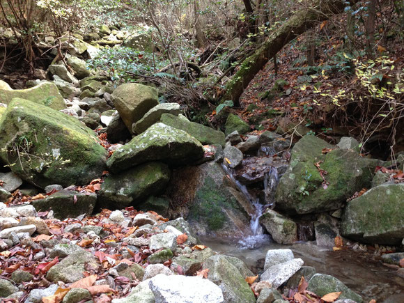 甫与志岳中腹の石清水。ここを高山川の源流ということにしました。