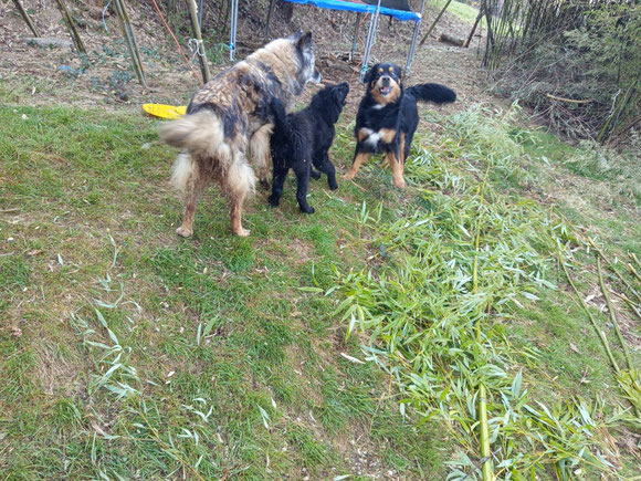 Gipsy mit Strubbel und Freund Max