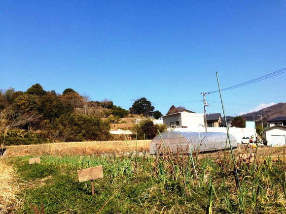 むかしやさいの貸農園（ファームシェア）平成26年2月