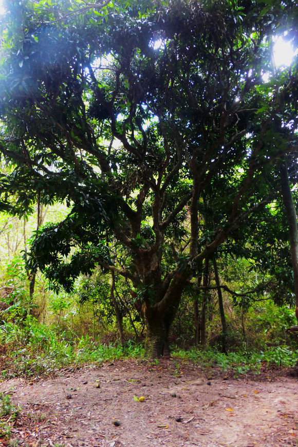 Mangobaum in Shashaland