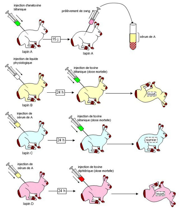 Les anticorps sont  spécifiques d'un antigène donné. Les expériences ci-dessus le prouvent. Sources: banque de schéma de SVT