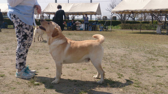12月生まれ、イエローパピー達の父犬、アンガス君