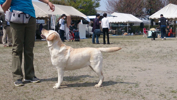 アダルトメスクラス　３才になったばかりのユリちゃん！