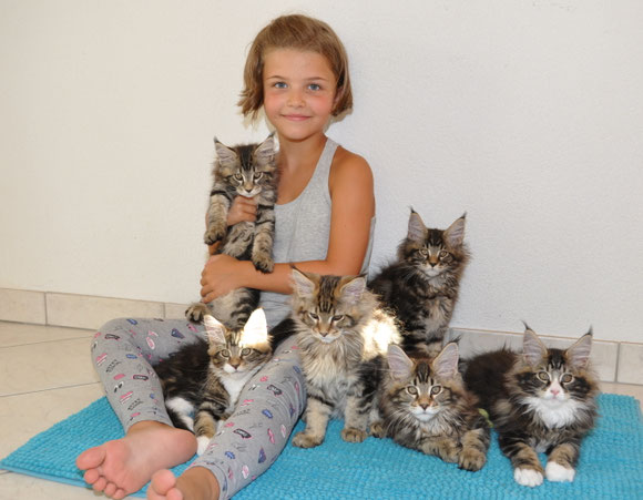 Chatons Maine Coon très joueurs, adorent les enfants