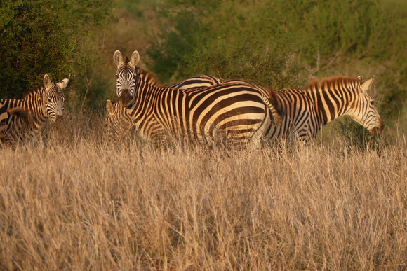 Und gleich am ersten Tag: Zebras und Elefanten in Sichtweite