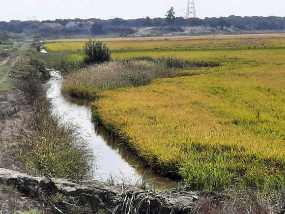 In einer Senke fast auf Meereshöhe gab es gelbgrüne Felder. Ich vermute Reisfelder aufgrund der Kanäle dazwischen. 