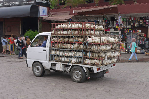 Eiliger Frischfleischtransport