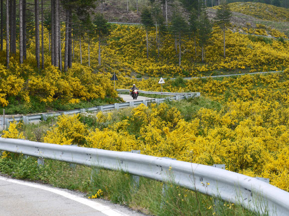 Unterwegs im Ginstermeer des Nationalparks Sila
