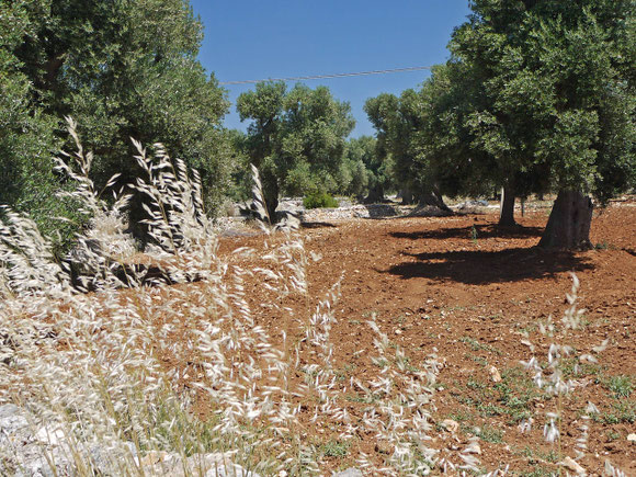 Bei Ostuni 