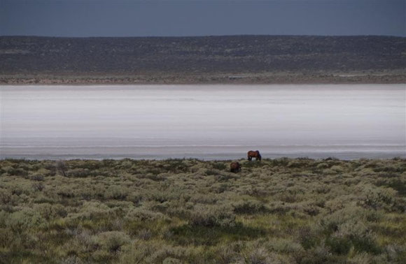 zwischendurch ein kleiner Salar mit patagoniengemäßer Fauna