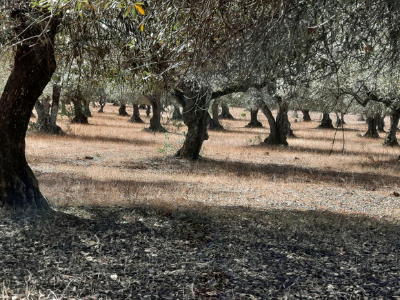 Es gibt wieder Olivenbäume mit ihren krüppeligen Stämmen 